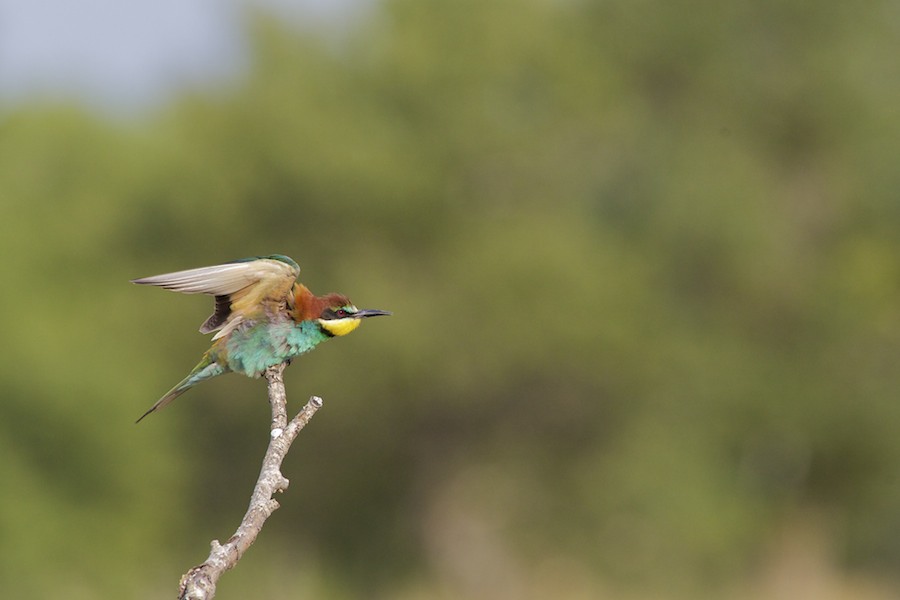 Bee Eater 18